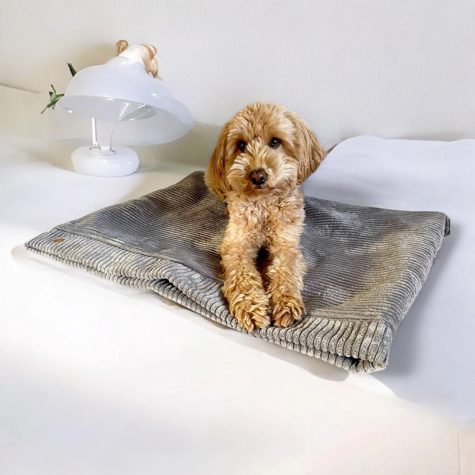 Doodle auf Hundeschlafsack aus grauem Breitcord liegend