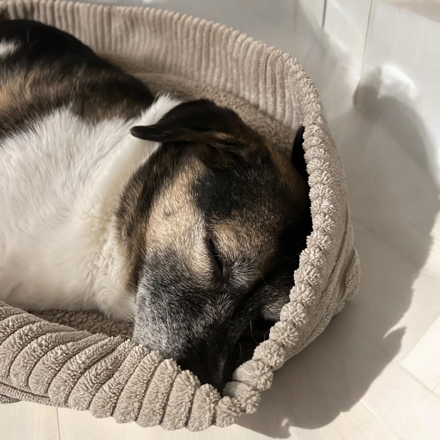 Hund in Hundeschlafsack aus beigem Breitcord schlafend, man sieht den Hund nur halb