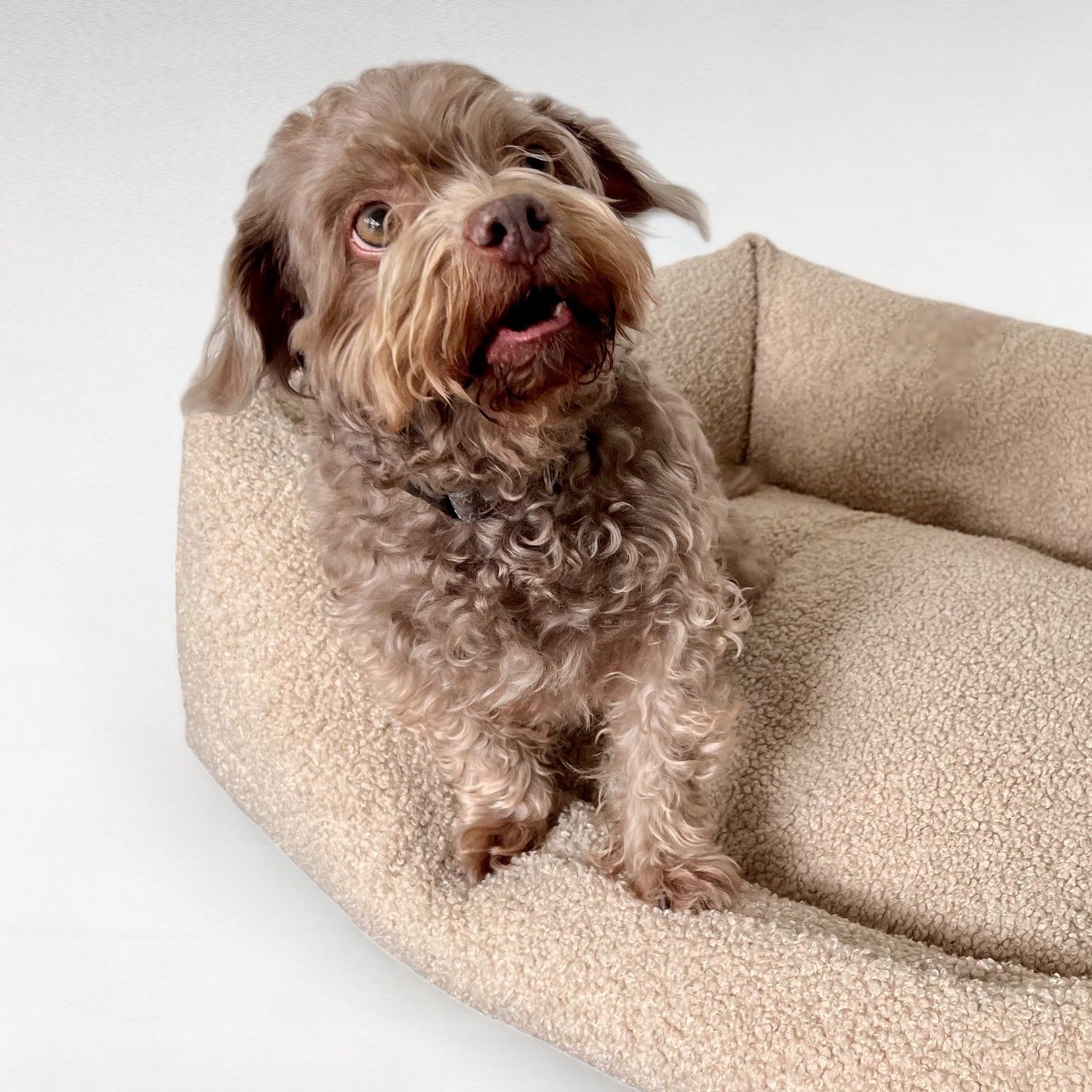 Hundebett Gin | Cuddly Teddy