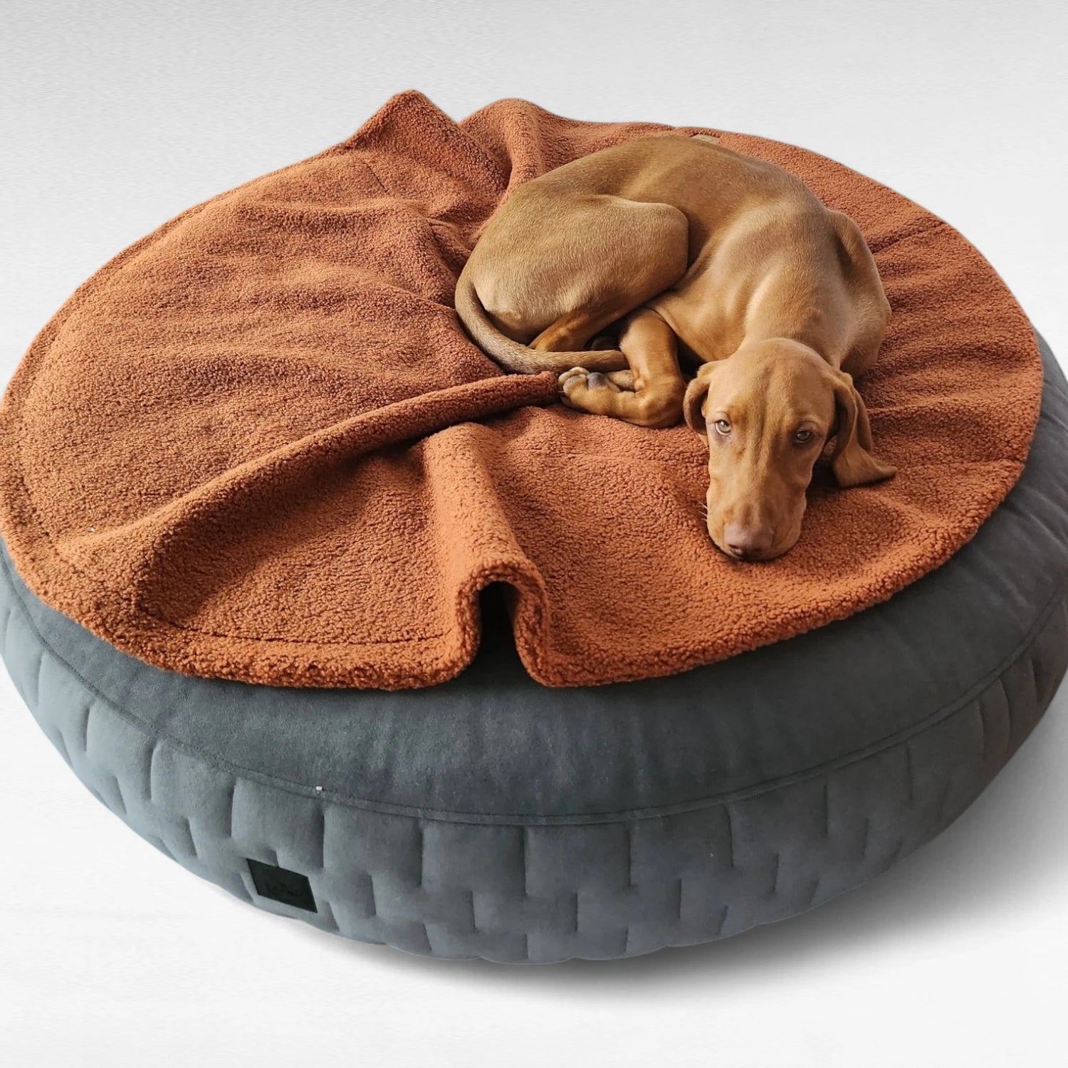 Rundes orthopädisches Hundebett in Farbe dunkelgrau aus Veloursstoff mit seitlicher Designsteppung mit runder Kuscheldecke terracottafarben und Viszla daraufliegend