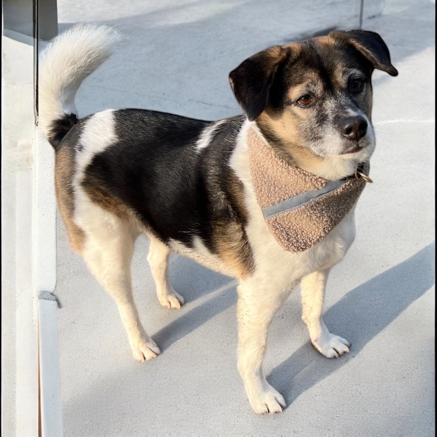 Hundehalstuch Bandana Dai | Teddylux