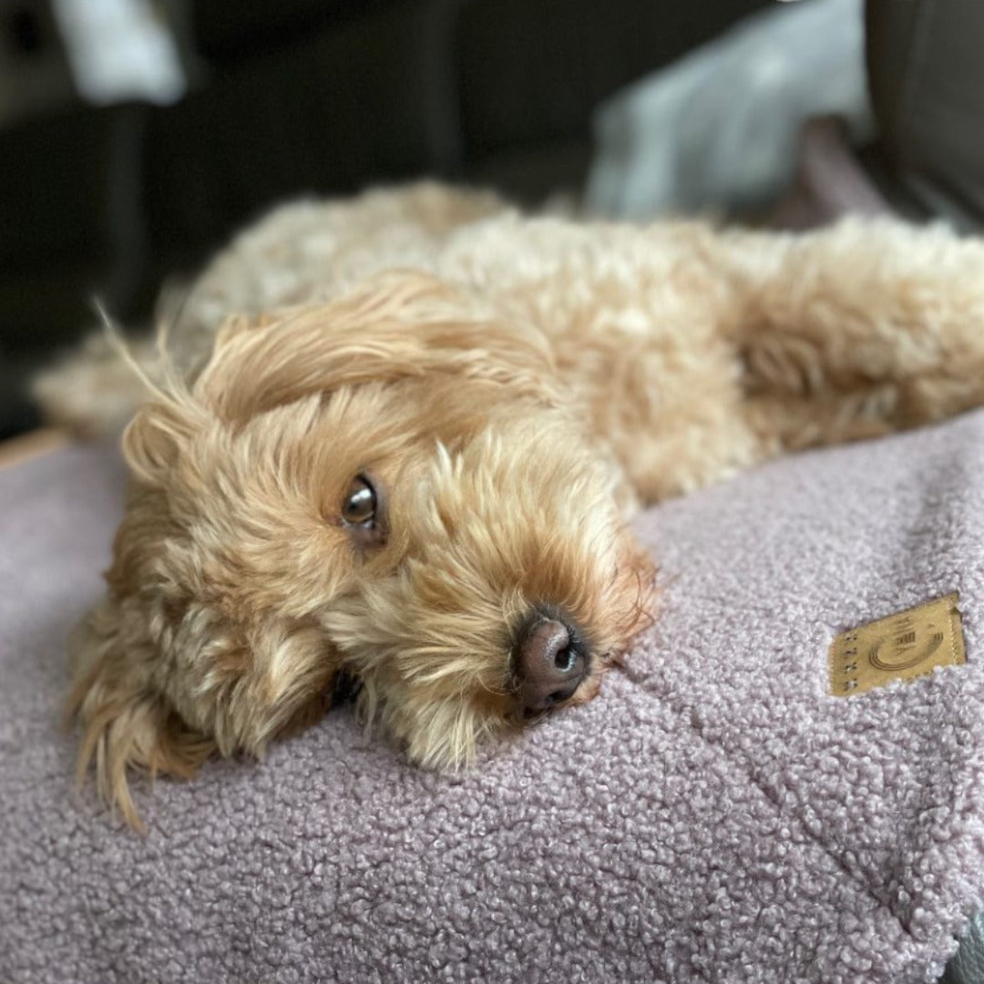 Doodle auf altrosa rechteckiger Hundedecke mit abgerundeten Ecken und Ziersteppungen aus hochwertigem Boucle-Stoff liegend