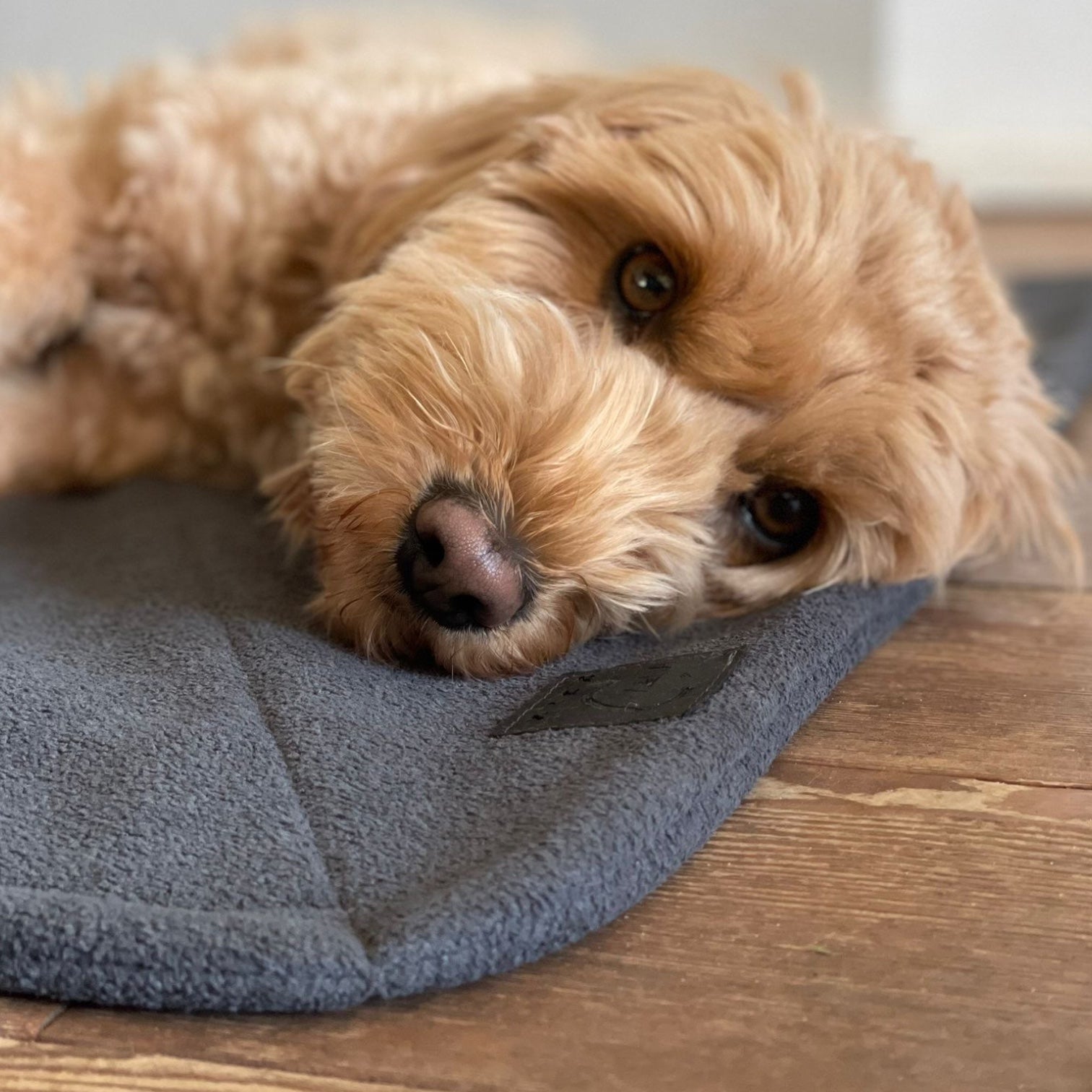 Hundedecke Sumi | Cozy Terry