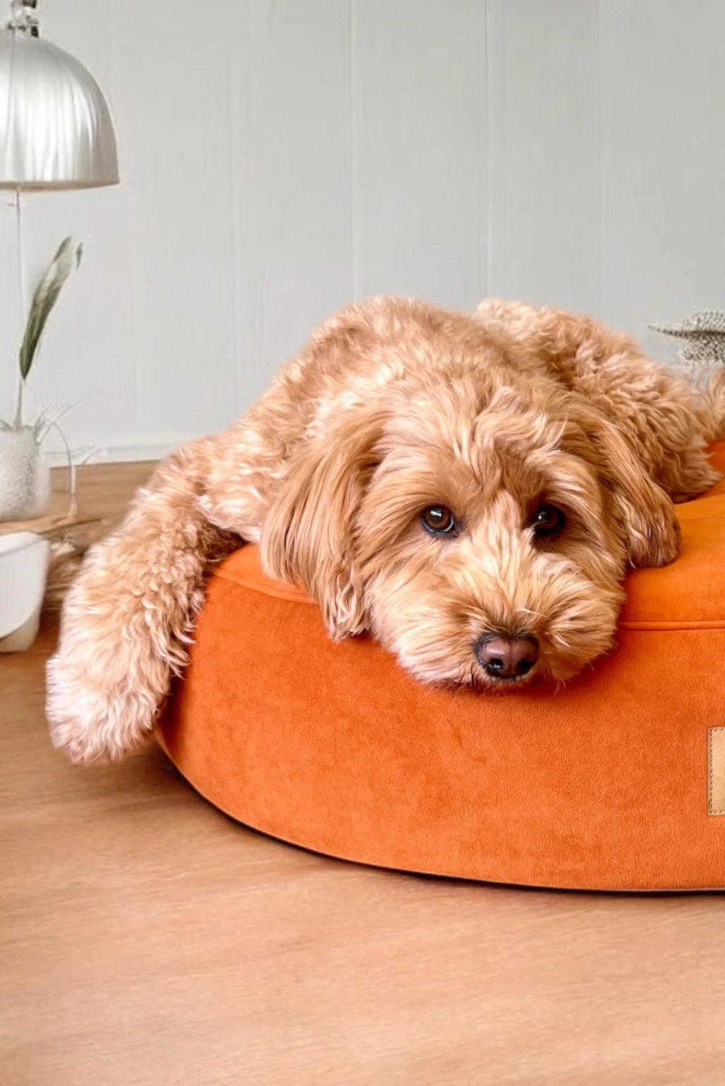 Hund liegt auf rundem orthopädischem Hundebett in cognac und aufgenähtem Yuna Logo