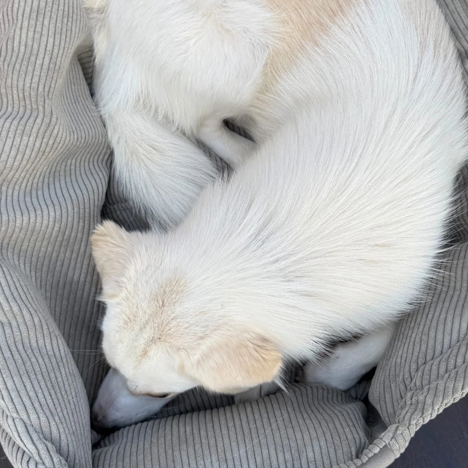 Hundetaschenkörbchen Oki | Taupe | S - L