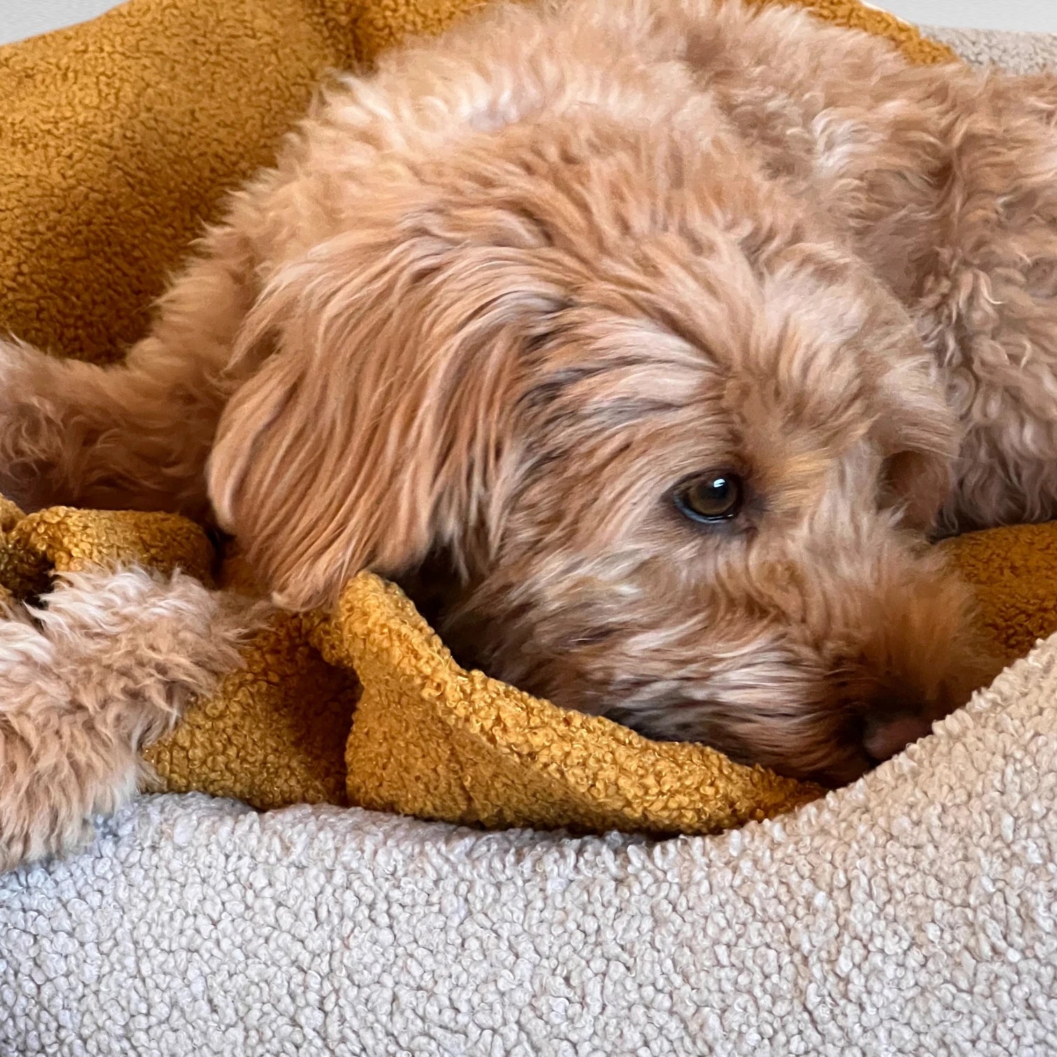 Nahufname von Hundebett mit Rand und Bezug aus hellgrauem Boucle und safranfarbener Decke aus Boucle mit Doodle drin liegend