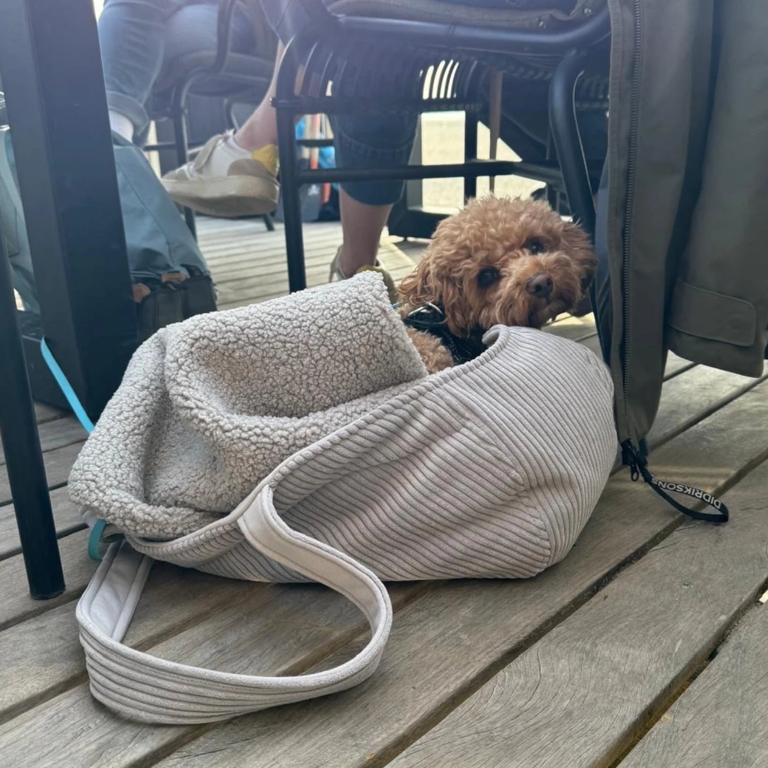 Pudel liegt in Hundetransporttasche aus hellgrauem Cord sowie Decke aus kuscheligem Bouclé Stoff unter dem Tisch