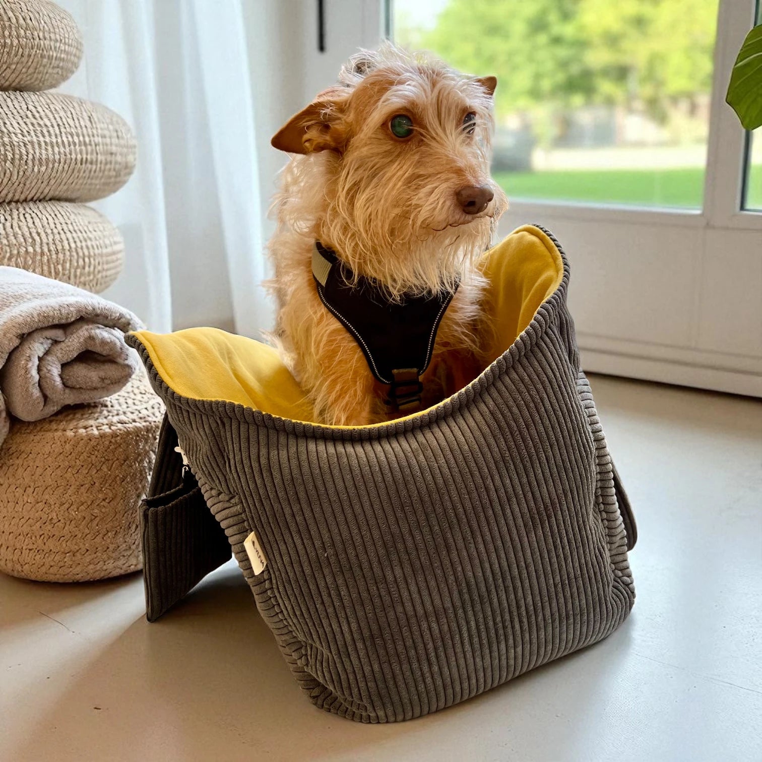 Kleiner Hund mit Geschirr sitzt gemütlich in einer dunkelgrauen Hundetasche aus Cord mit senffarbenem Innenfutter, ideal als Transporttasche für Haustiere.