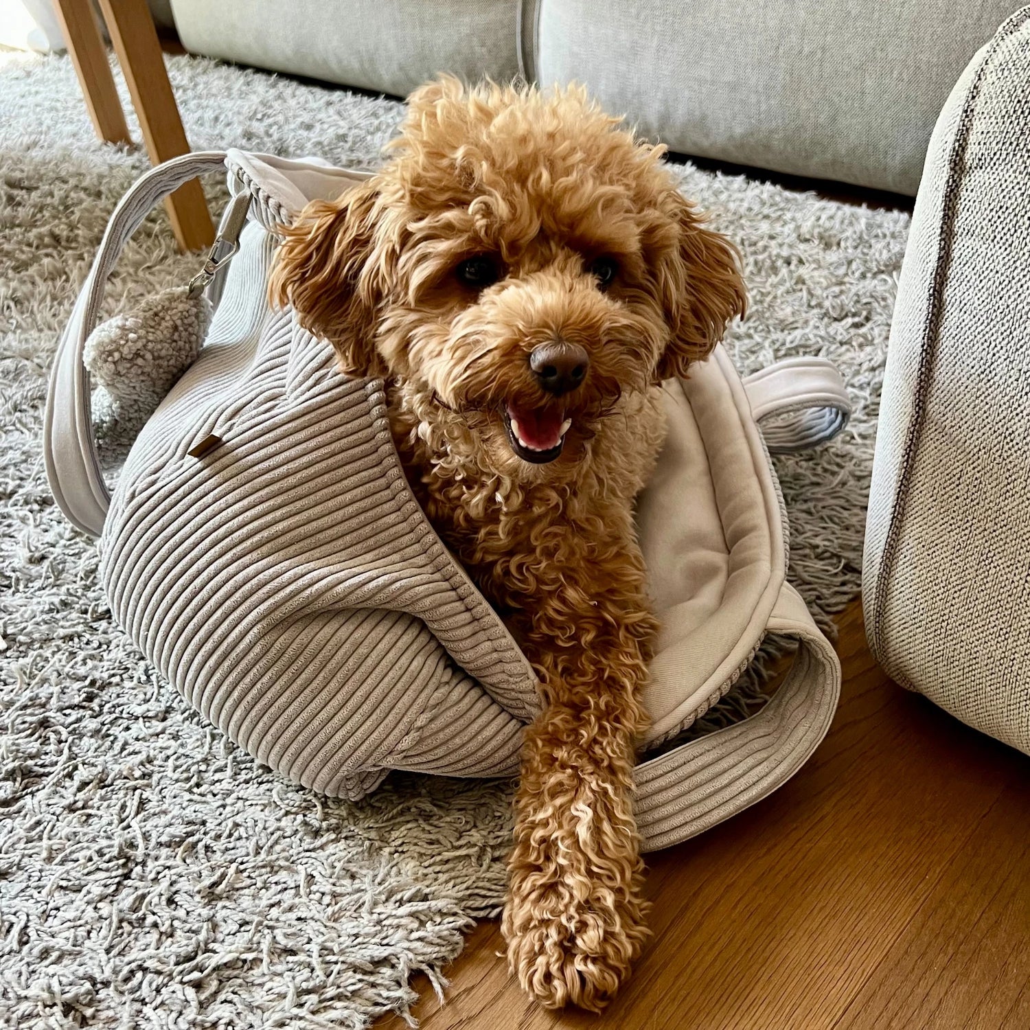 Pudel liegt gemütlich in kuscheliger Hundetransporttasche aus hellgrauem Cord mit softem Innenfutter in hellgrau neben dem Sofa