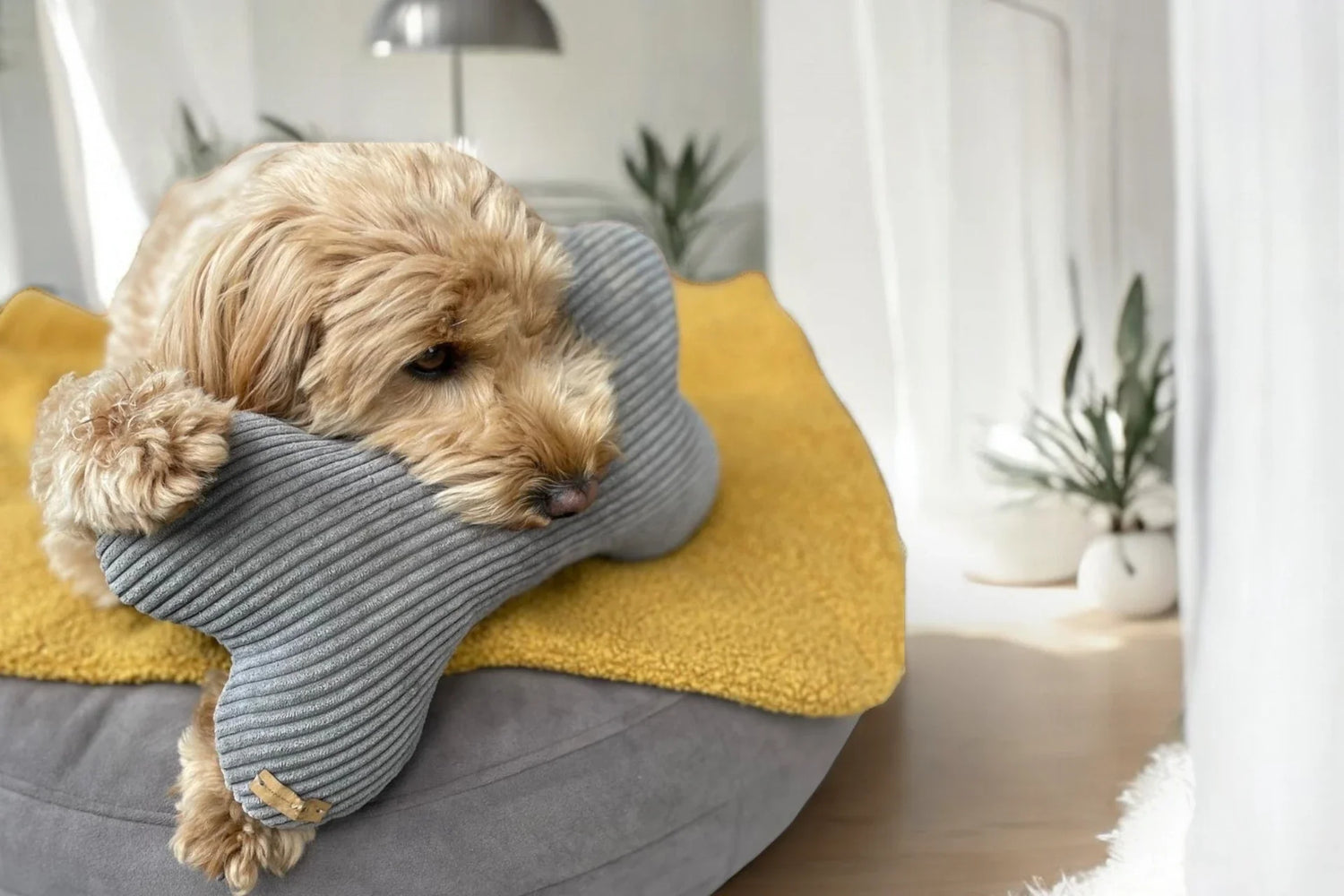Doodle mit Knochenkissen aus grauem Cord auf runden Hundebett in taupe mit safranfarbener Boucle Decke liegend
