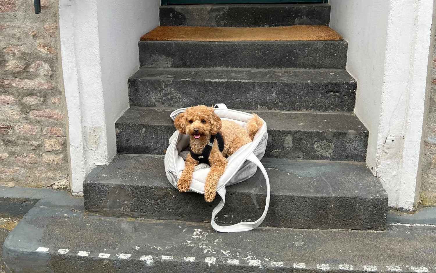 Toy Poodle in hellgrauer Hundetasche auf Stufen liegend