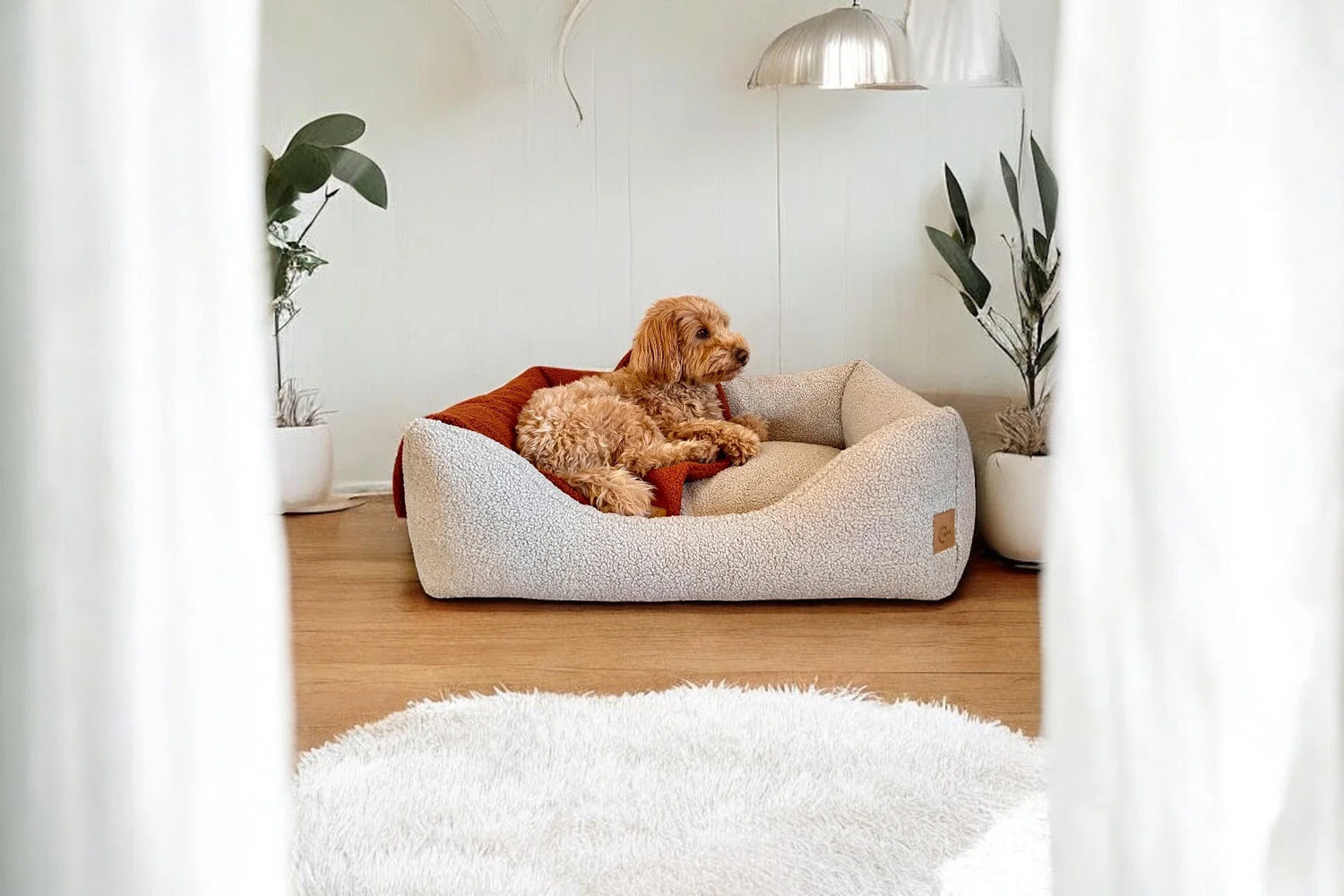 Doodle liegt in Hundebett mit Rand mit hellgrauem Boucle Bezug hineingekuschelt