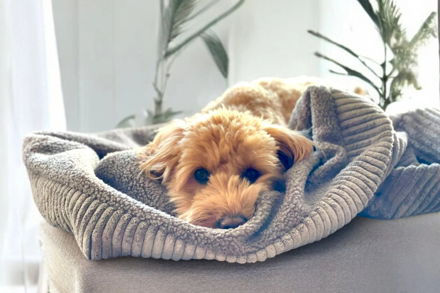 hund in grauem Hundeschlafsack aus Breitcord liegend