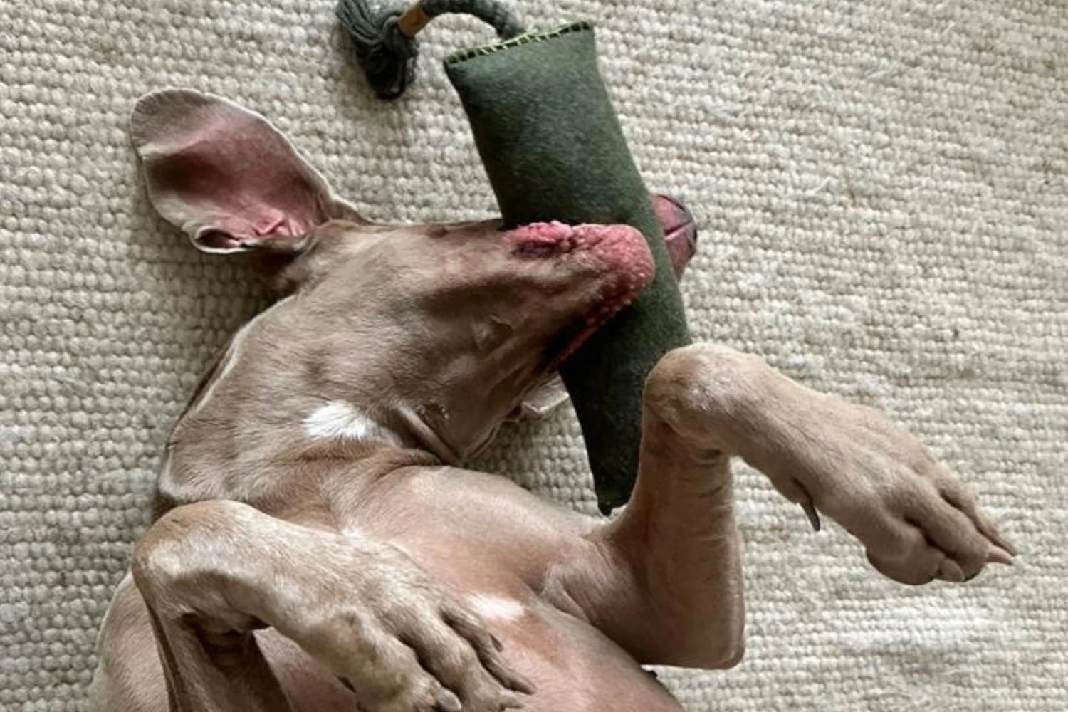 Weimaraner mit dem Rücken auf Teppichboden liegend mit Dummy im Maul