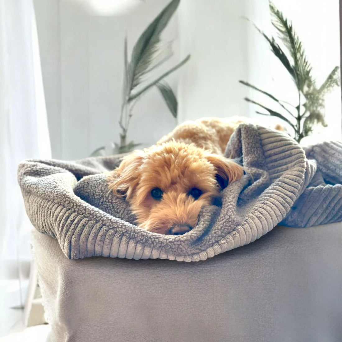 Doodle in Hundeschlafsack aus grauem Beitcord mit grauem Teddystoff innen auf Sofa liegend