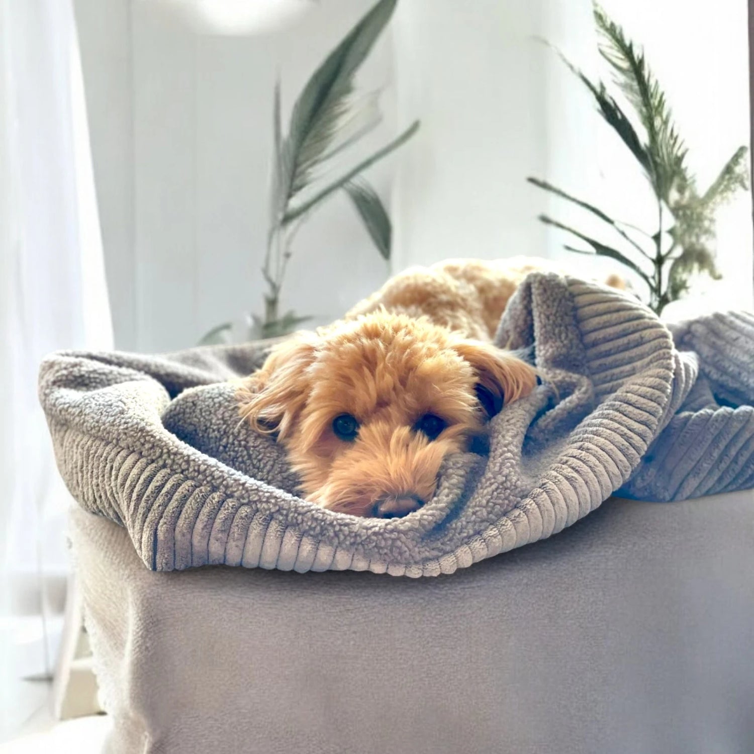 Doodle in Hundeschlafsack aus grauem Beitcord mit grauem Teddystoff innen auf Sofa liegend