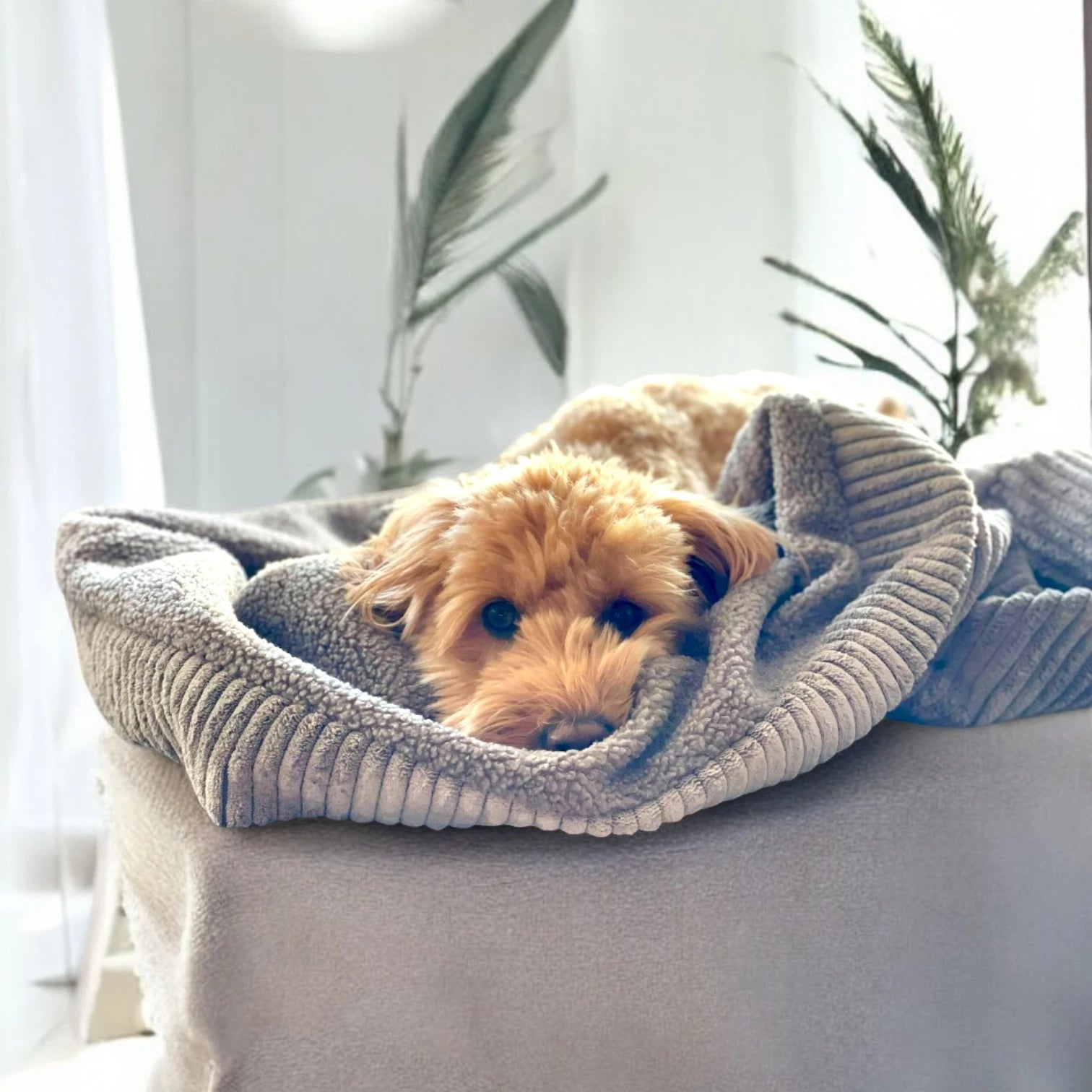 Doodle in Hundeschlafsack aus grauem Beitcord mit grauem Teddystoff innen auf Sofa liegend