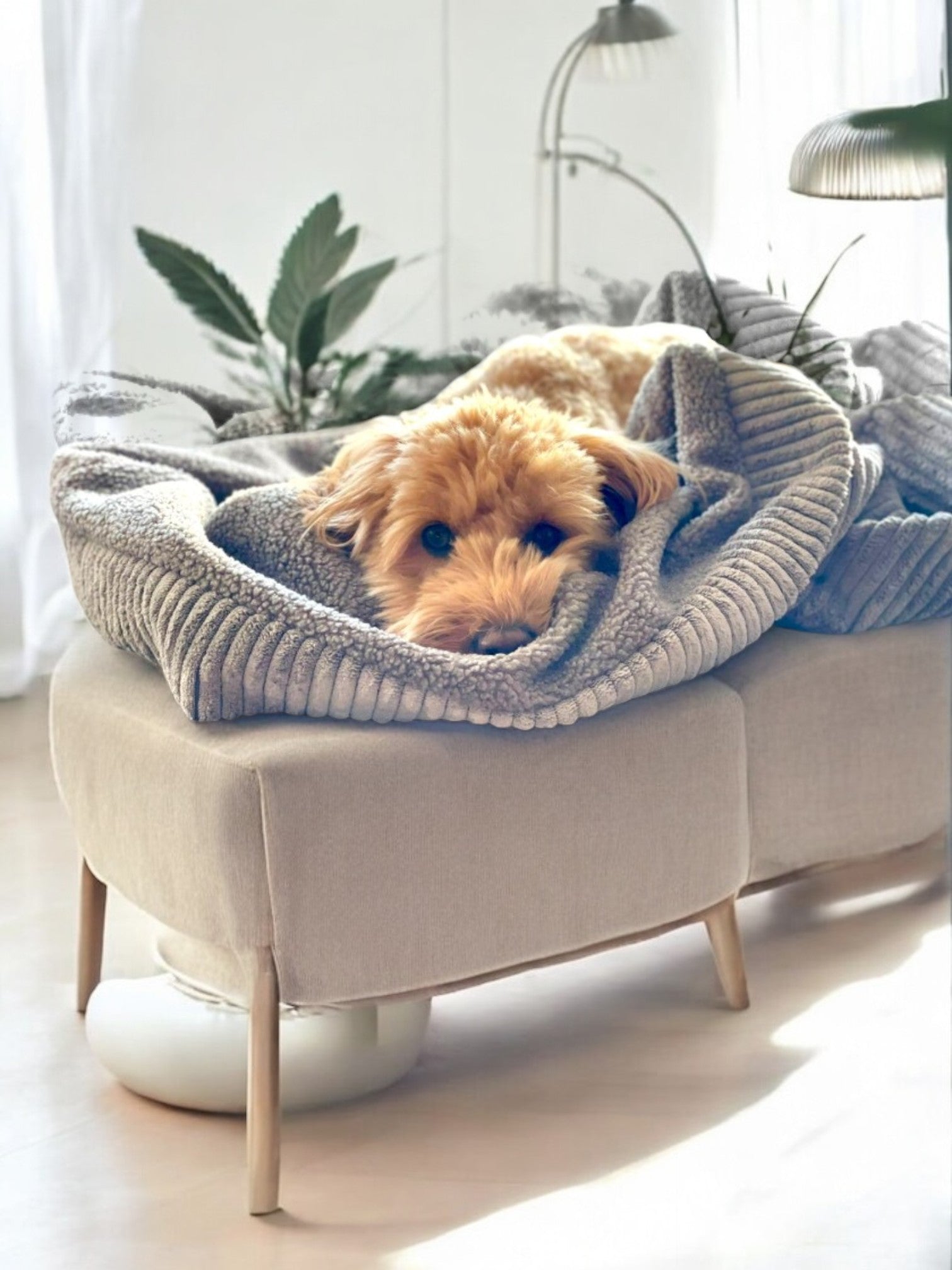 Doodle in Hundeschlafsack aus grauem Beitcord mit grauem Teddystoff innen auf Sofa liegend