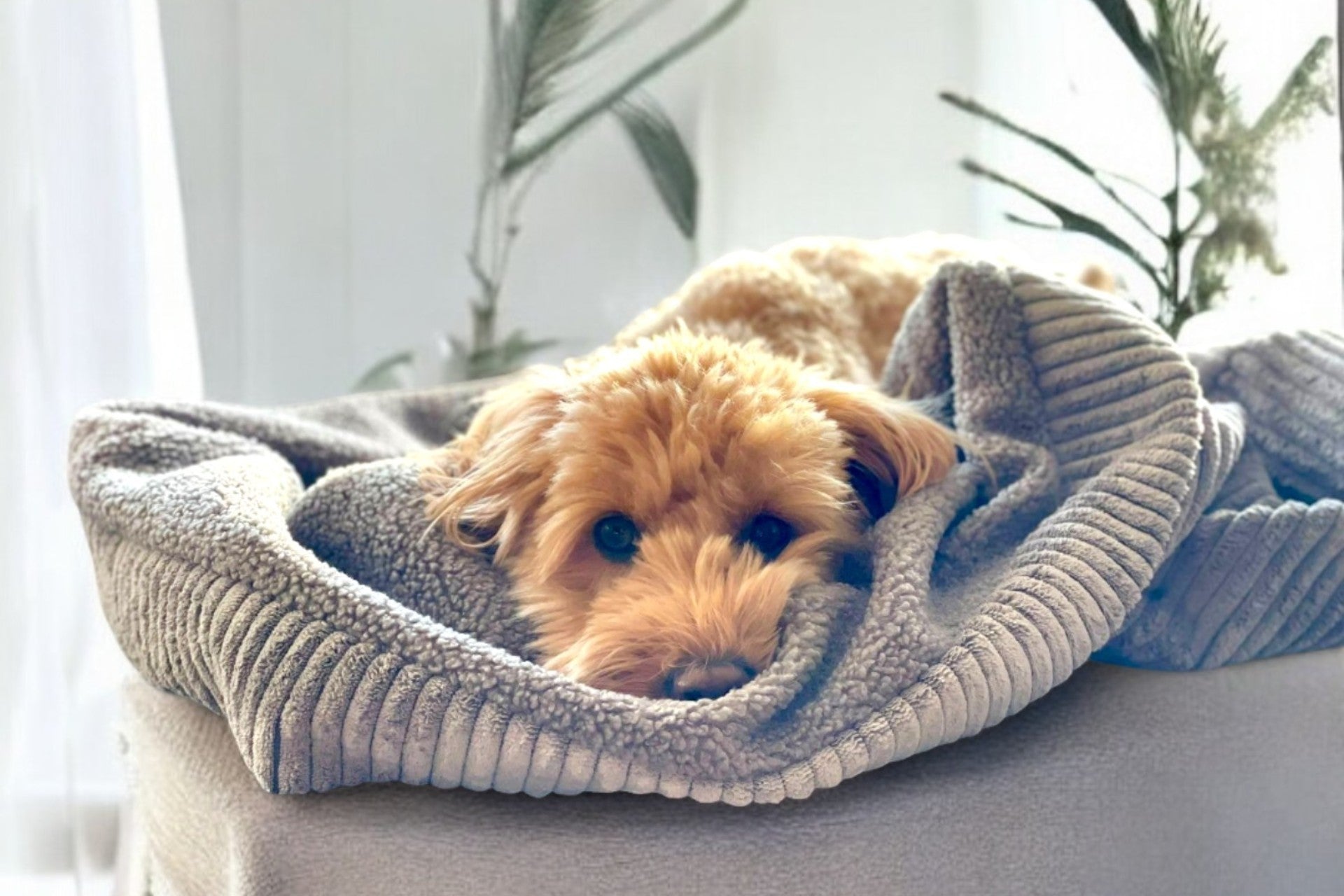 Doodle in Hundeschlafsack aus grauem Beitcord mit grauem Teddystoff innen auf Sofa liegend