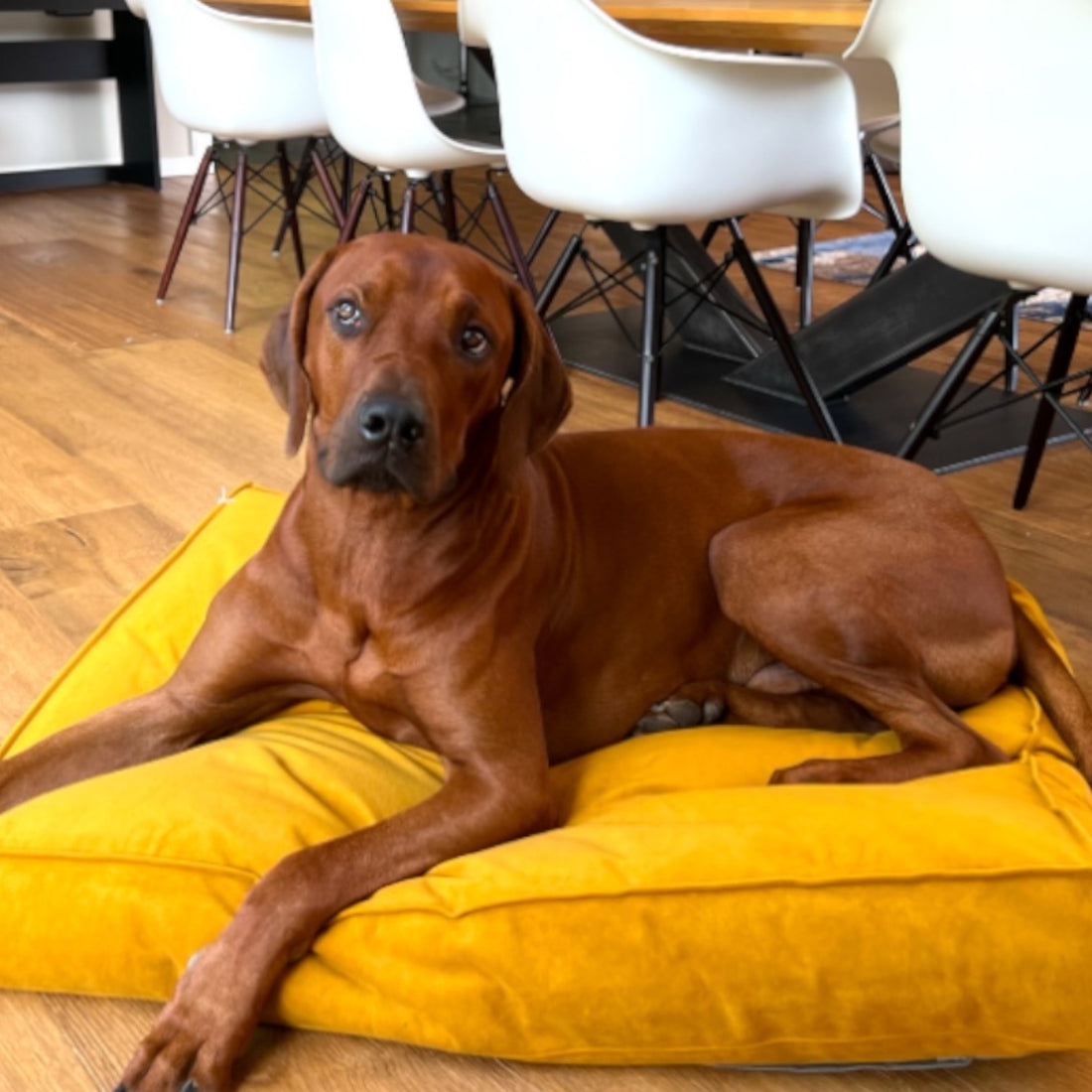 Hundekissen Yoji | Hygienischer Kuschelkomfort für deinen Vierbeiner