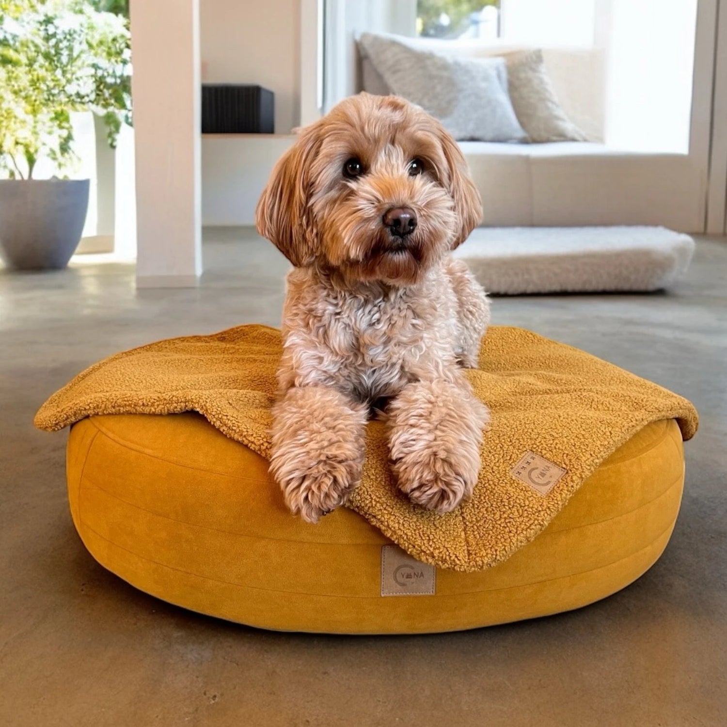 Doodle Hund liegt auf safranfarbenen runden Hundebett Yumi mit rundherum laufenden Steppungen und Yuna Label mit minimalistischem Hintergrund