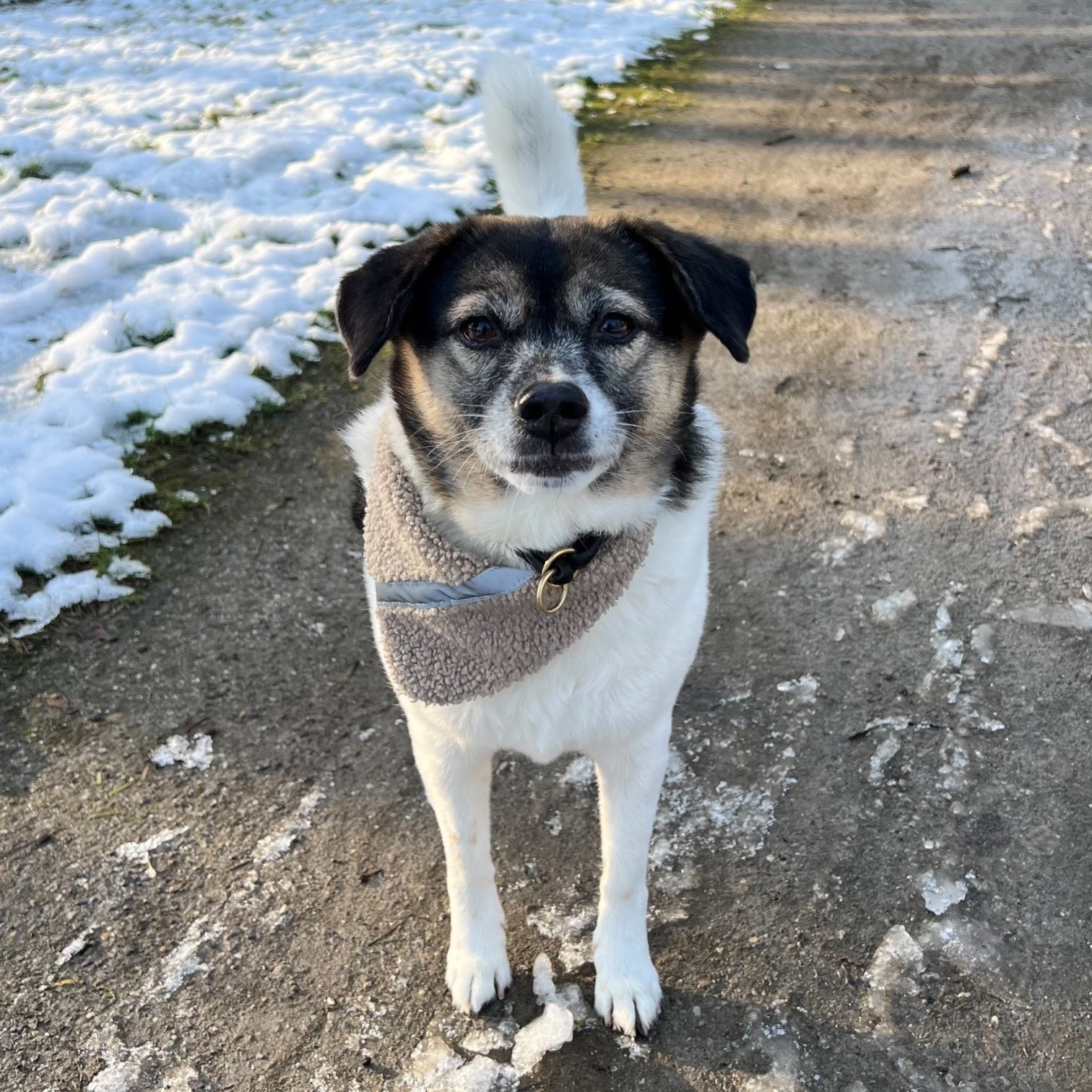 Kuscheliges Hundehalstuch Bandana | Stylischer Partnerlook für dich und deine Fellnase