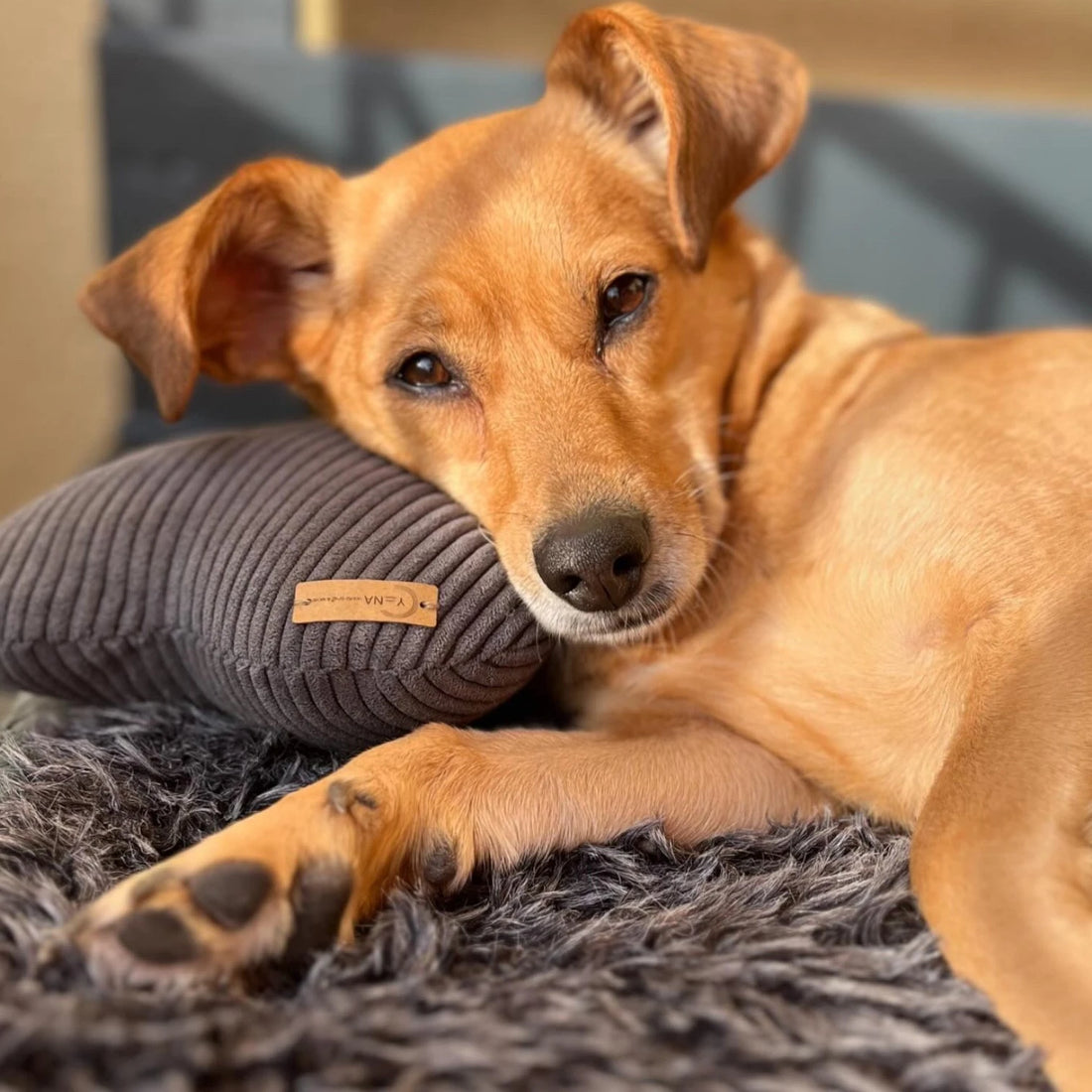 Hund liegt gemütlich mit dem Kopf auf dunkelgrauem Cordkissen in Knochenform