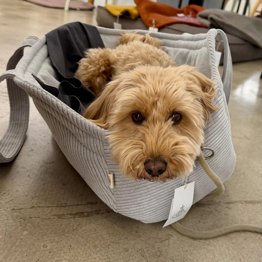 Hundetasche Hiro | bis ca. 9 kg | Grau