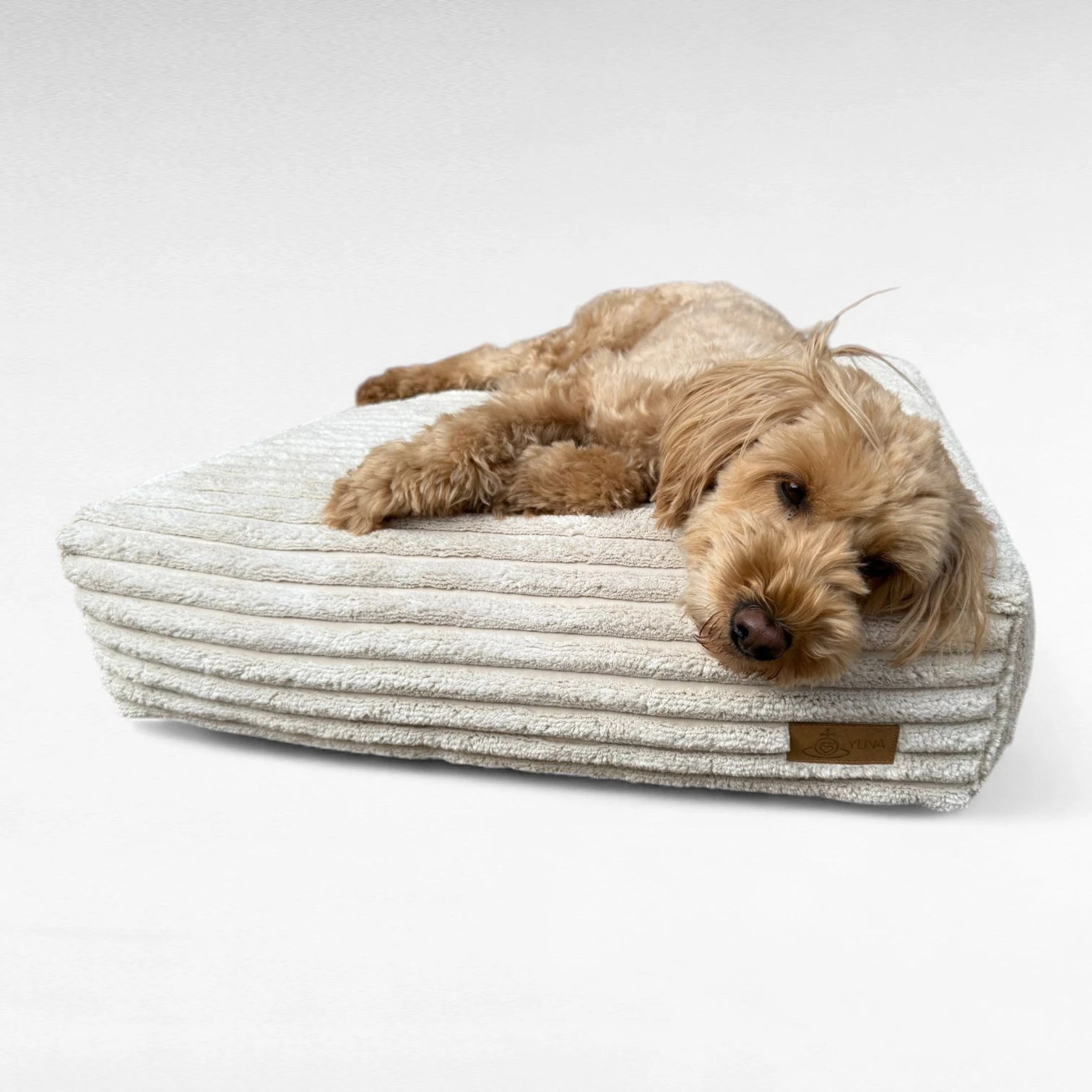 Quadratisches Hundekissen mit aussergewöhnlichem XXL Breitcord Bezug in beige mit entspanntem Golden Doodle darauf liegend 