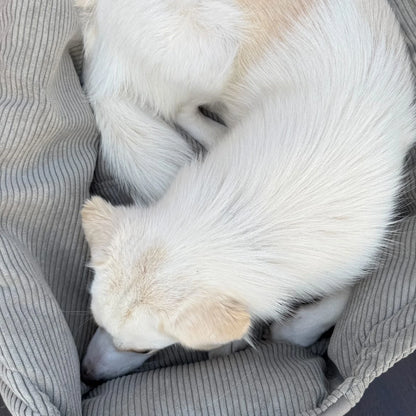 Hundetaschenkörbchen Oki | Taupe