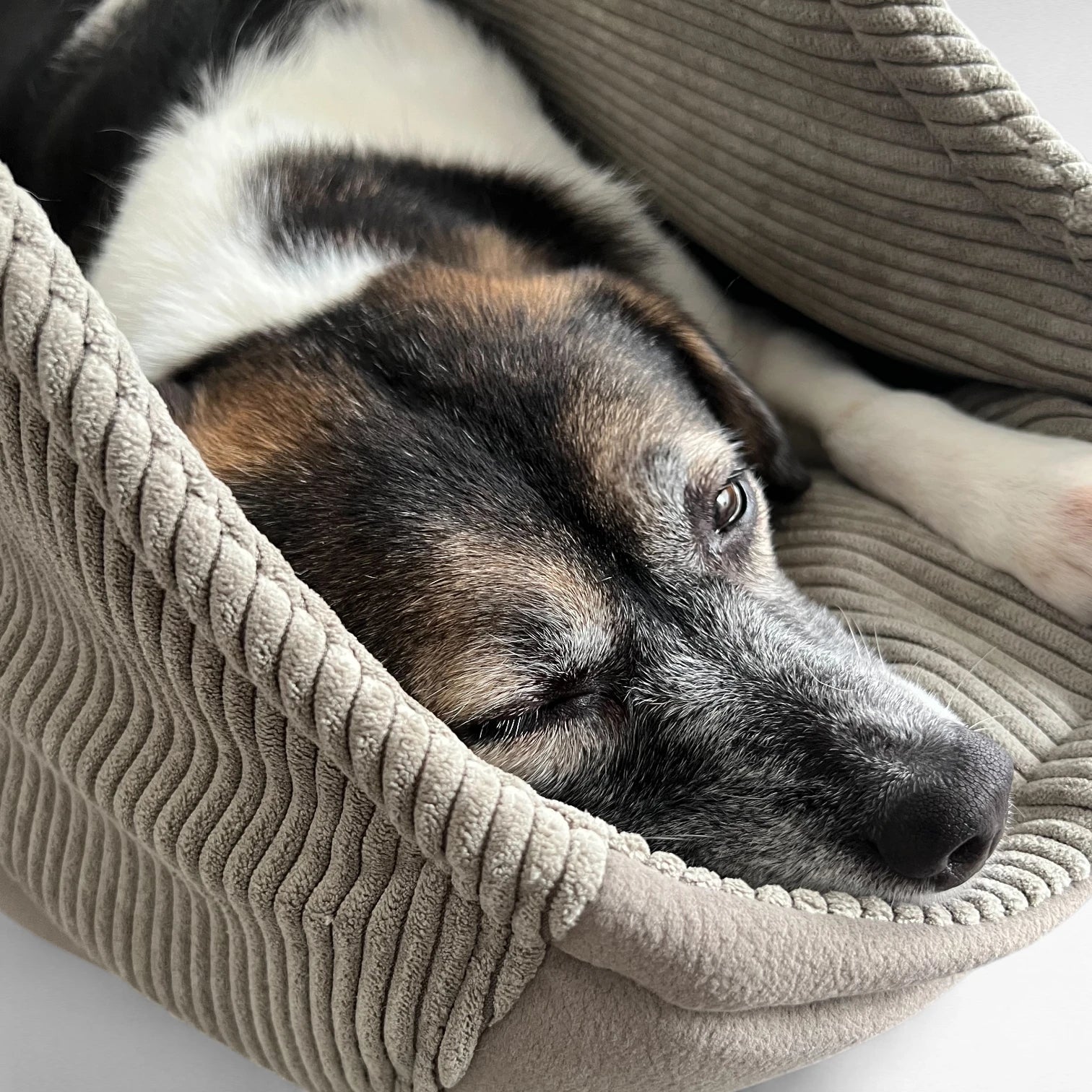 Hundetaschenkörbchen Oki | Beige | S - L
