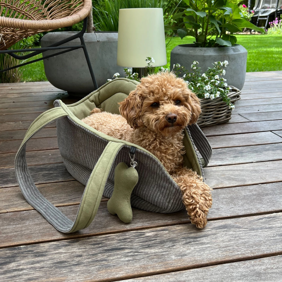 Pudel liegt in Hundetragetasche aus Cord in grau aussen und Sweatstofffutter pistazienfarben auf Holzterasse im Garten