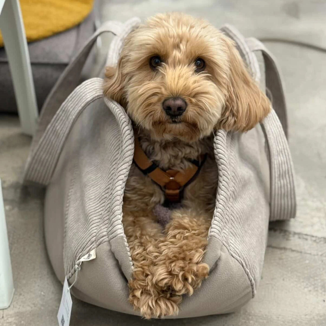 Hundetaschenkörbchen Oki | Beige | S - L