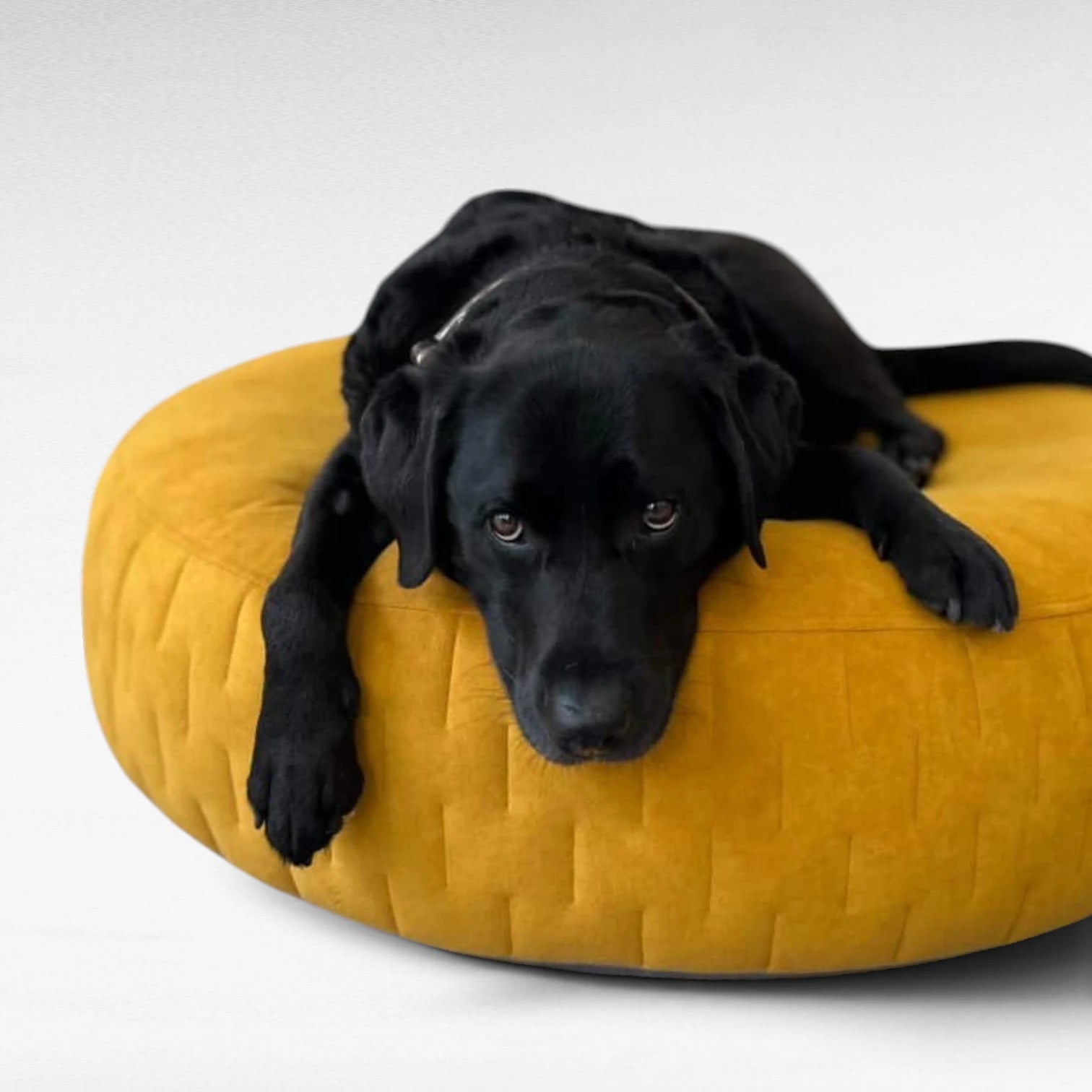 Design Hundebett YUNA© | Cozy Velours