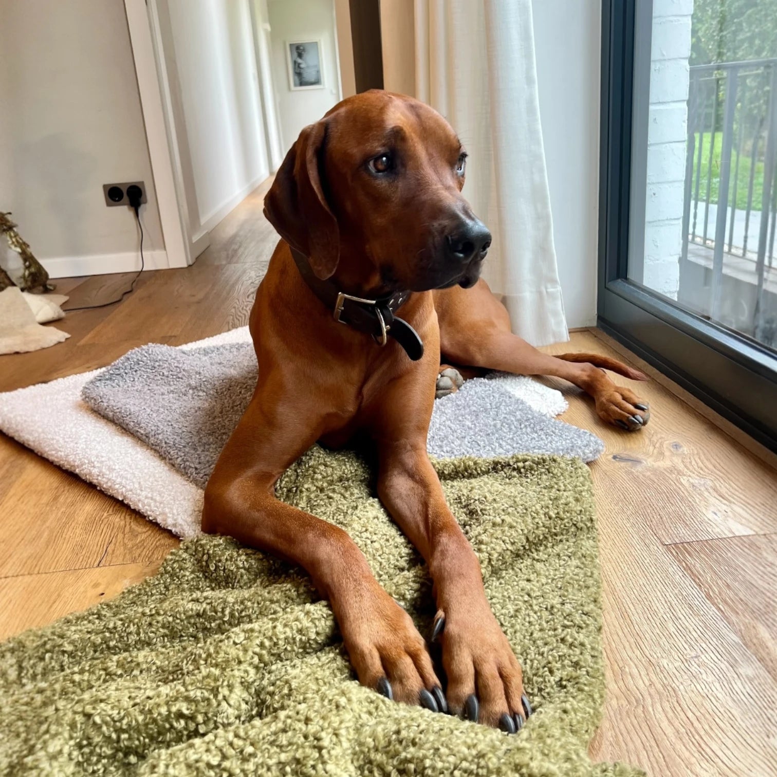 Geschenkset | Kuscheldecke Kinu + Hundekissen Aya