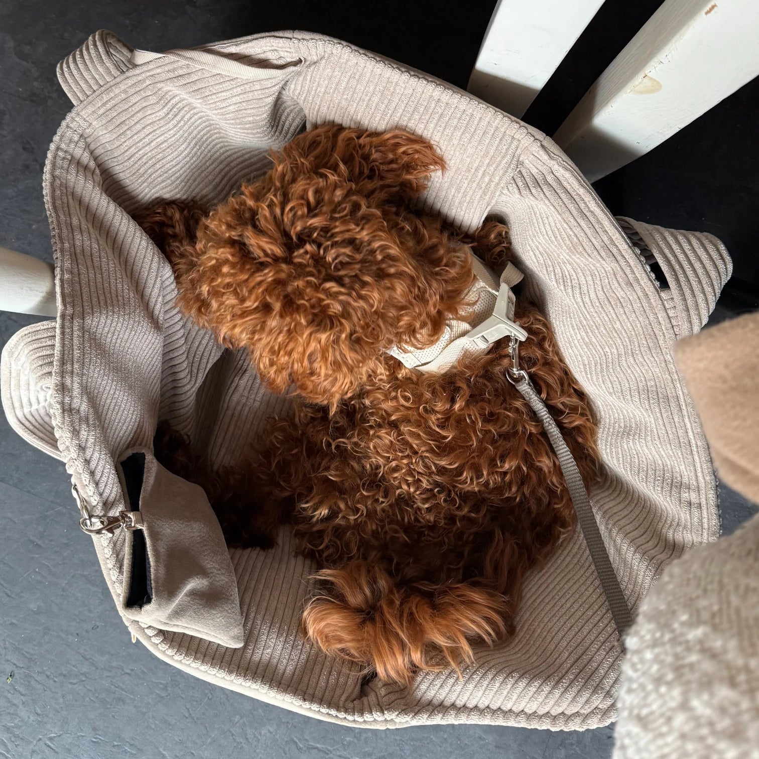 Hundetasche Mika | Hundetragetasche &amp; Körbchen bis 5 kg | Beige
